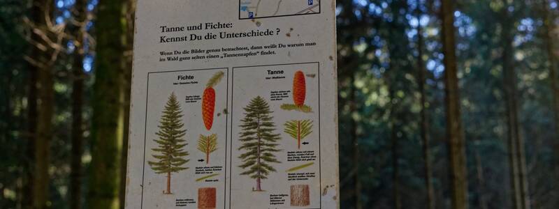 Ein Schild im Wald zeigt die Unterschiede zwischen Tannen und Fichten anhand von Illustrationen und Text.