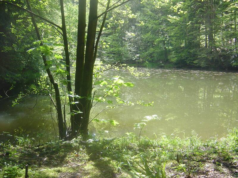 Ein kleiner Teich ist von üppigem Wald umgeben, durch den Sonnenlicht auf die Wasseroberfläche fällt.